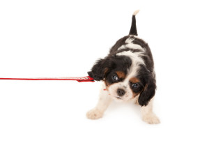 leash training