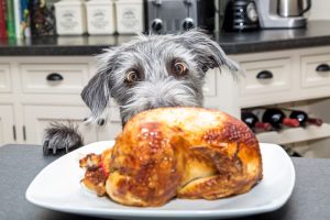dog and turkey