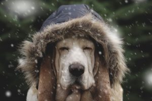 cold hound dog