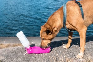travel water for dog walks