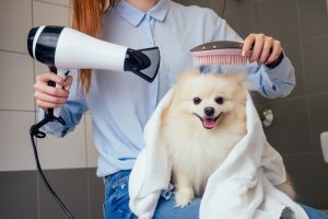 is it safe to blowdry your dog