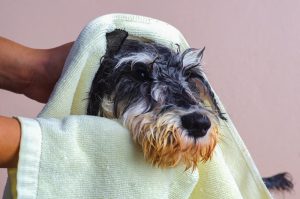 drying dog with towel
