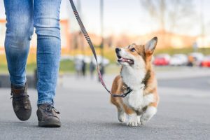 round rock dog walking services