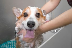 funny dog taking a bath