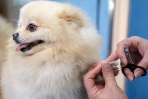 small dog nail trim