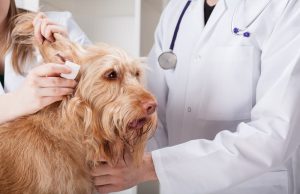 dog, ear and doctor