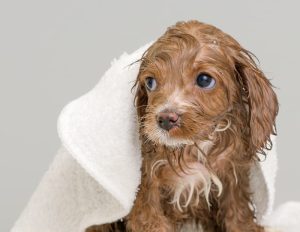 wet puppy