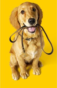 dog and a leash