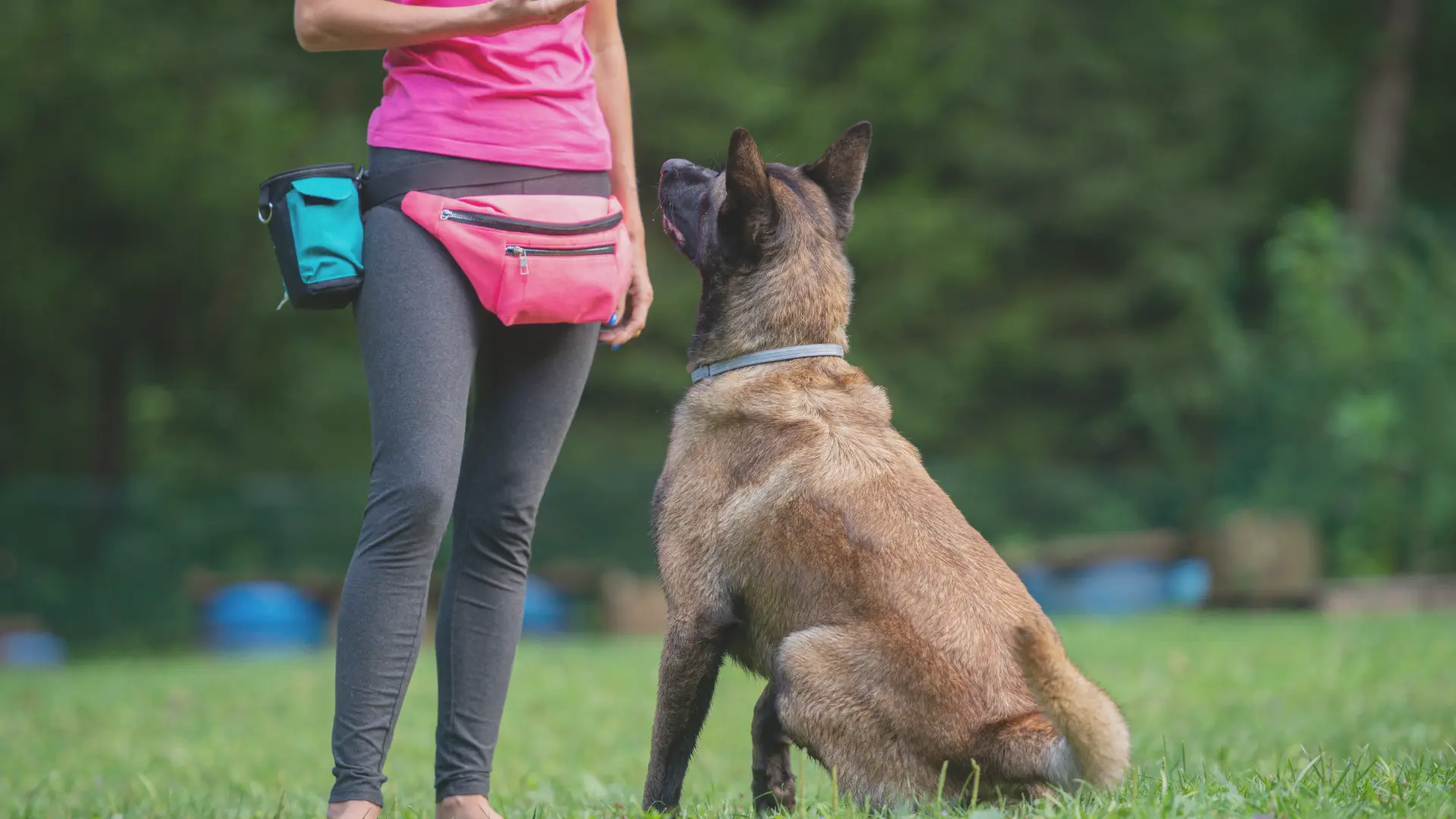 How to a Certified Dog Trainer in Austin, TX